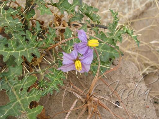 Thorny Nightshade